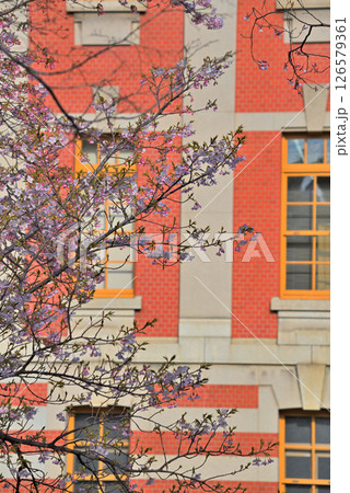 《愛知県》春の名古屋市市政資料館と満開の桜 《愛知県》春の名古屋市市政資料館と満開の桜 126579361