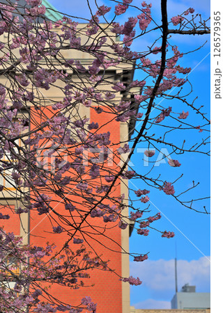 《愛知県》春の名古屋市市政資料館と満開の桜 126579365