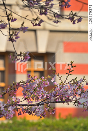 《愛知県》春の名古屋市市政資料館と満開の桜 《愛知県》春の名古屋市市政資料館と満開の桜 126579371
