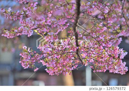 《愛知県》春の名古屋市市政資料館と満開の桜 《愛知県》春の名古屋市市政資料館と満開の桜 126579372