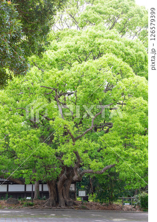 神戸市の須磨離宮公園にある大クスノキ 神戸市の須磨離宮公園にある大クスノキ 126579399