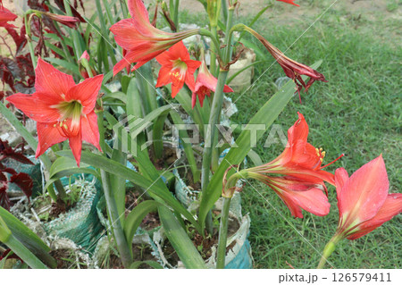 Eucrosia flower plant on farm 126579411