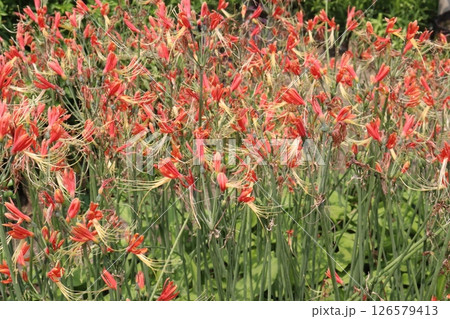 Eucrosia flower plant on farm Eucrosia flower plant on farm 126579413