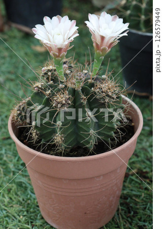 Gymnocalycium stenopleurum cactus on pot 126579449