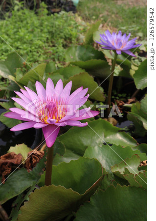 Nymphaea pubescens flower plant on pot 126579542