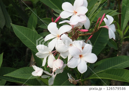 frangipani flower plant on farm frangipani flower plant on farm 126579586
