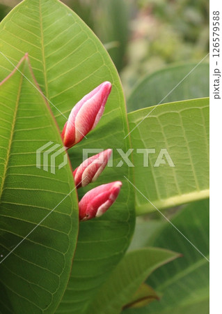 frangipani flower plant on farm 126579588