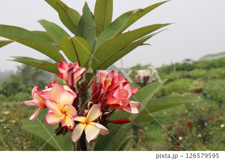 frangipani flower plant on farm frangipani flower plant on farm 126579595