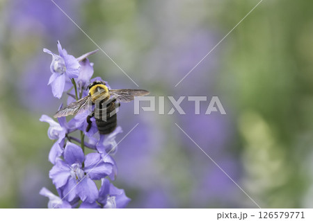 デルフィニウムの花と集密するクマバチ 126579771