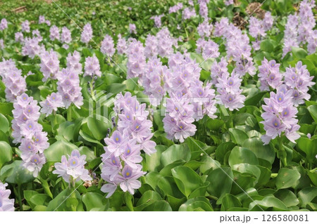 Water hyacinths flower plant on water Water hyacinths flower plant on water 126580081
