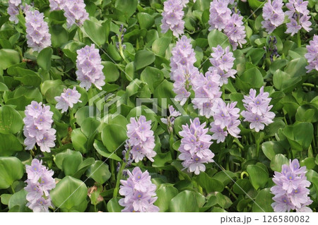 Water hyacinths flower plant on water Water hyacinths flower plant on water 126580082