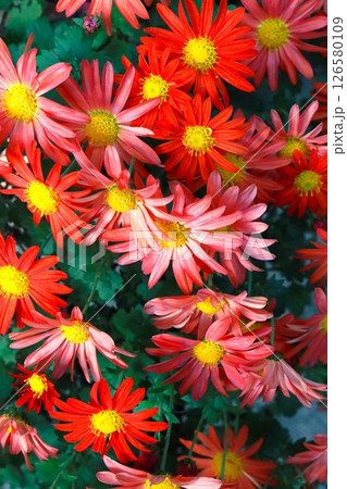 多数の花々 126580109