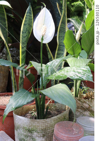 Spathiphyllum kochii flower plant on nursery 126580110