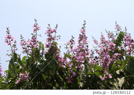 Lagerstroemia speciosa flower plant on farm 126580112