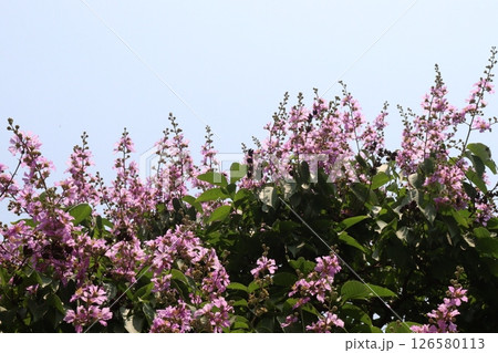 Lagerstroemia speciosa flower plant on farm 126580113