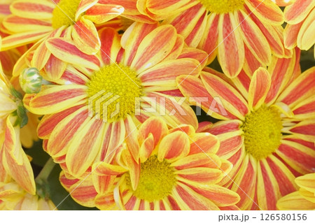 ポットマム　黄色いキク科の花 126580156