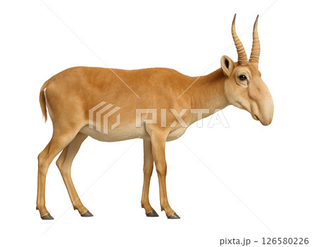 サイガの横姿 サイガの横姿 126580226