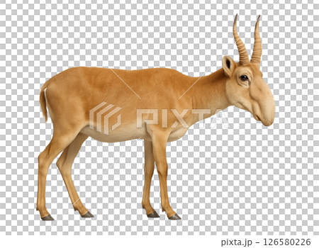 サイガの横姿 サイガの横姿 126580226