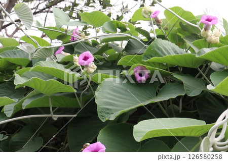 elephant creeper flower plant on nursery elephant creeper flower plant on nursery 126580258