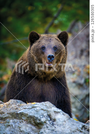 Brown bear on branch in summer forest. Animal in nature habitat. Wildlife scene Brown bear on branch in summer forest. Animal in nature habitat. Wildlife scene 126580305