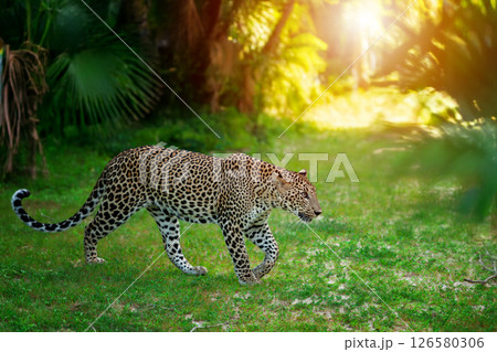 Wild leopard gracefully walks through a lush green forest during sunset hours 126580306