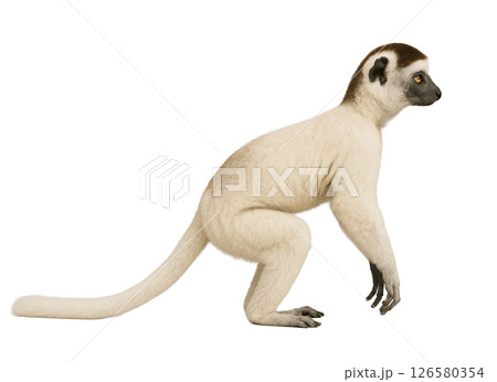 シファカの横姿 126580354