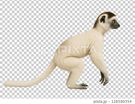 シファカの横姿 126580354