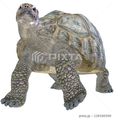 ゾウガメ 126580509