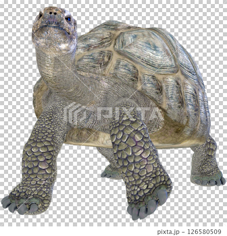 ゾウガメ 126580509