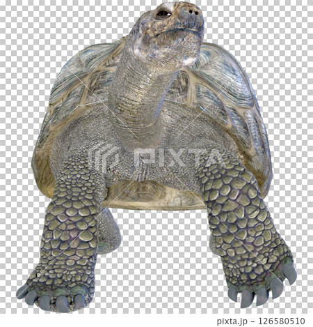 ゾウガメ 126580510