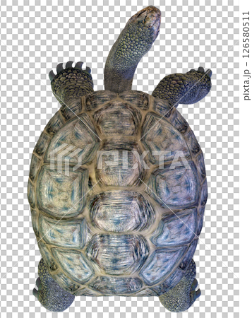 ゾウガメ 126580511