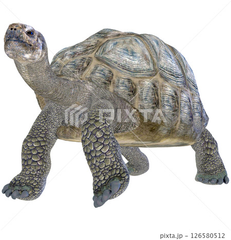 ゾウガメ 126580512
