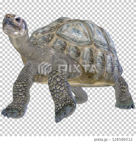 Giant tortoise 126580512