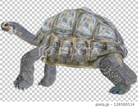 ゾウガメ ゾウガメ 126580514