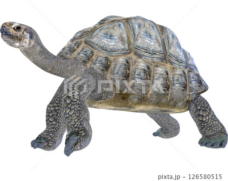ゾウガメ ゾウガメ 126580515