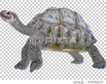 ゾウガメ ゾウガメ 126580515