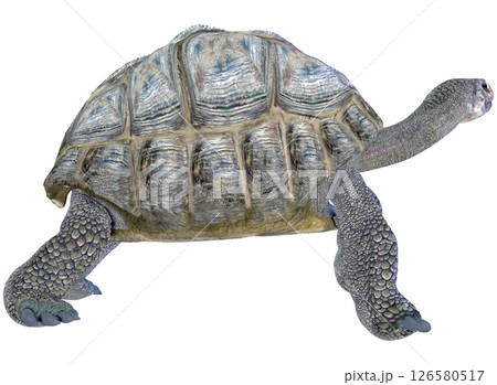 ゾウガメ 126580517