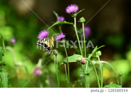 あざみの蜜を吸う夏のキアゲハ 126580554