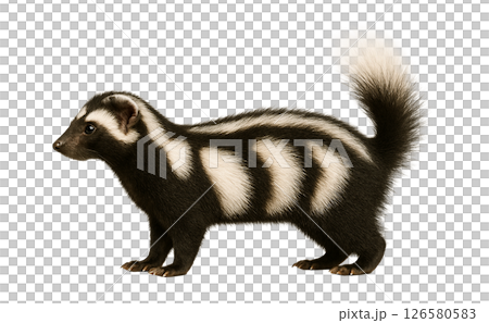 Sideways full body photo of a striped skunk Sideways full body photo of a striped skunk 126580583
