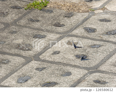 川の堤防を飛ぶツバメ 川の堤防を飛ぶツバメ 126580612