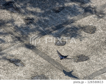川の堤防を飛ぶツバメ 川の堤防を飛ぶツバメ 126580613
