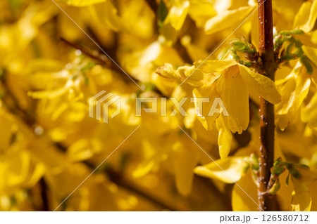 The Vibrant Yellow Blossoms Blooming in Early Spring Bring Joy to All Who See Them The Vibrant Yellow Blossoms Blooming in Early Spring Bring Joy to All Who See Them 126580712