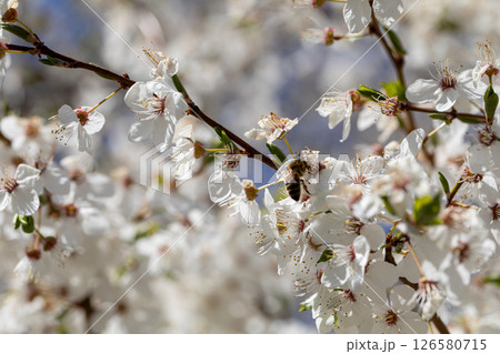 Stunning and Beautiful White Cherry Blossoms Are in Full Bloom, A Spectacular Sight 126580715