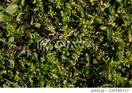 Lush Greenery A Vibrant Ground Cover Absolutely Surrounded by Dense and Beautiful Foliage 126580717