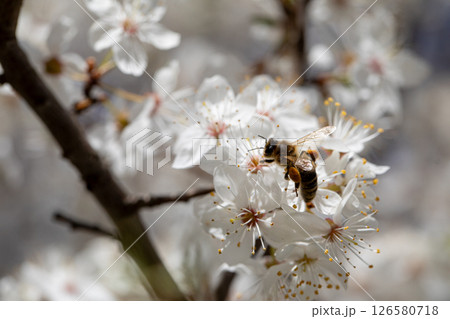 Honey Bees Engaged in the Vital Process of Pollinating Cherry Blossom Tree Flowers 126580718