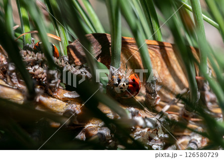 CloseUp View of a Colorful Ladybug Resting Among Pine Needles in Its Natural Habitat CloseUp View of a Colorful Ladybug Resting Among Pine Needles in Its Natural Habitat 126580729