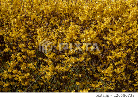 A Vibrant Yellow Flowering Bush is in Full Bloom, Displaying Natures Breathtaking Beauty 126580738