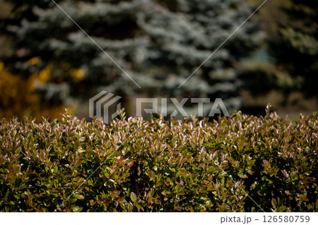 A Lush Green Hedge Set within a Beautiful Natural Landscape Appears Thriving and Peaceful 126580759