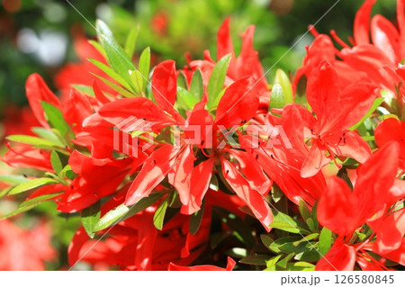 花びらと葉が細いサツキ「采咲きのサツキ」 126580845