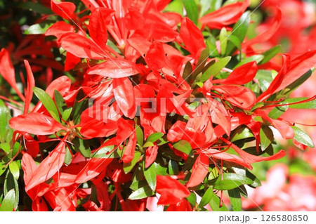 花びらと葉が細いサツキ「采咲きのサツキ」 花びらと葉が細いサツキ「采咲きのサツキ」 126580850